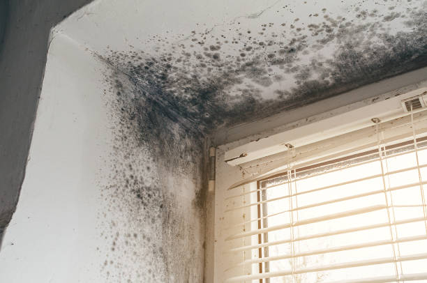Affordable Mold Cleanup solutions in Aberdeen, MD